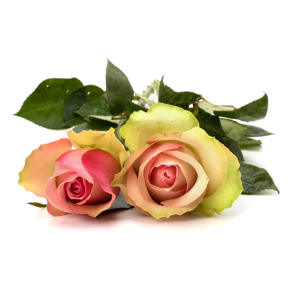 Beautiful roses isolated on white background — Stock Photo, Image