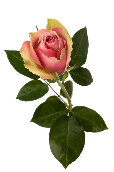 Gyönyörű rózsa elszigetelt fehér háttér — Stock Fotó