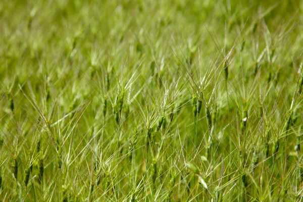 Texture of goat grass meadow — Stock Photo, Image