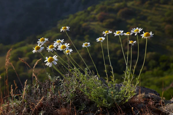 Flor de manzanilla salvaje — Foto de Stock