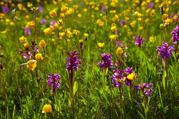 Flowering meadow — Stock Photo, Image