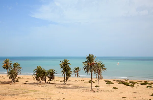 Stock image Plam trees on the sea coast