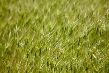 Goat grass spikelet clipart