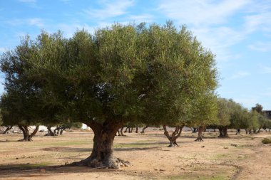 Coppice of olive trees in Tunisia clipart