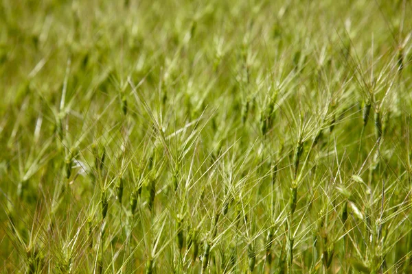 stock image Goat grass spikelet