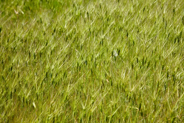 Goat grass texture — Stockfoto