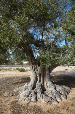 eski zeytin ağacının gövdesini