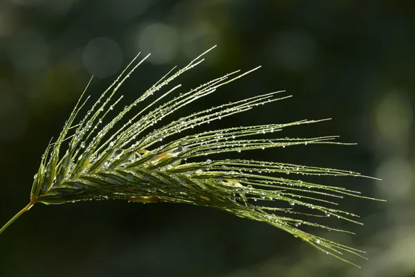 비가 잔디 spikelet에 떨어진다 — 스톡 사진