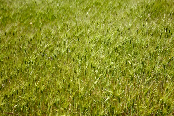 Goat grass meadow — Stock Photo, Image