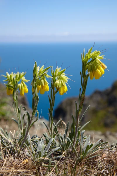 Желтый цветок у моря — стоковое фото