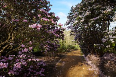 Lane between flowering rhododendron shrubs clipart