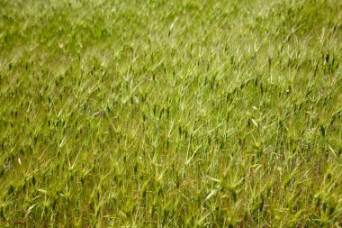 Goat grass in the steppe clipart