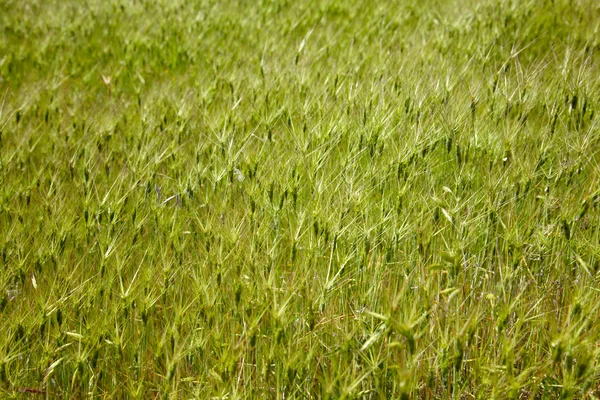 stock image Goat grass in the steppe