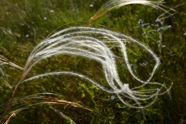 絹の草 — ストック写真