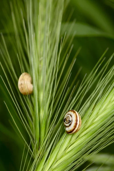 Escargots sur un épillets d'herbe — Photo