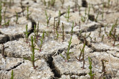 Salt grass on a dry soil clipart