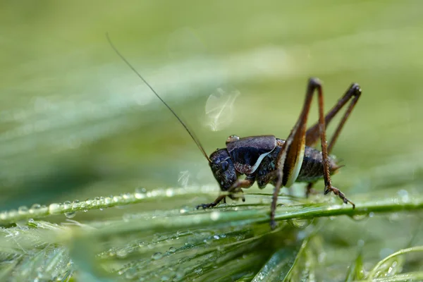 Cricket sur une herbe après la pluie — Photo