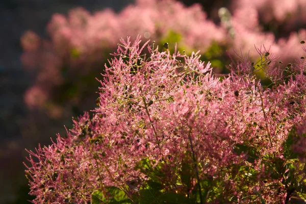 stock image Flower of Smoke Tree