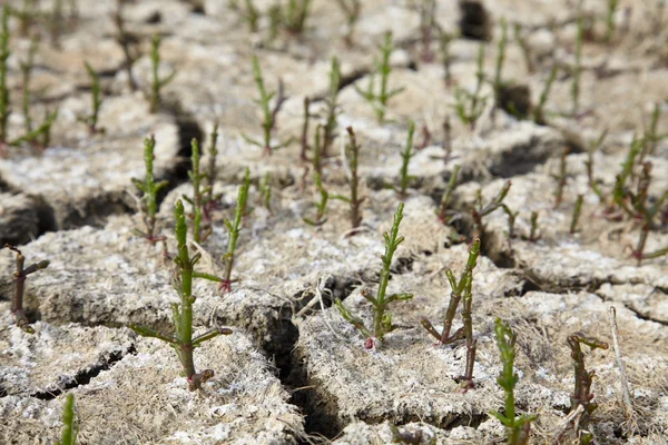 Соляна трава на сухому ґрунті — стокове фото
