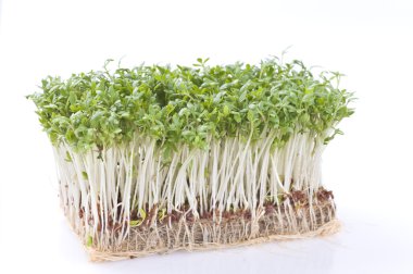 Cress over white clipart