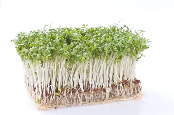 Cress over white — Stock Photo, Image