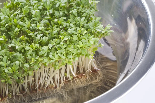 Трава кресс в металлической кухонной миске — стоковое фото
