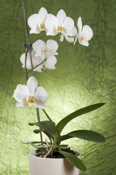 Krásná bílá orchidej — Stock fotografie