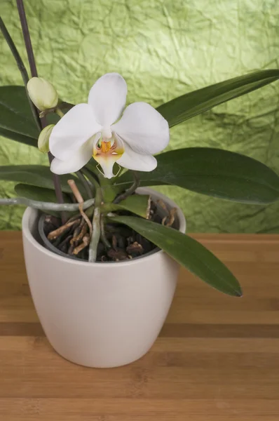 Beautiful white orchid — Stock Photo, Image