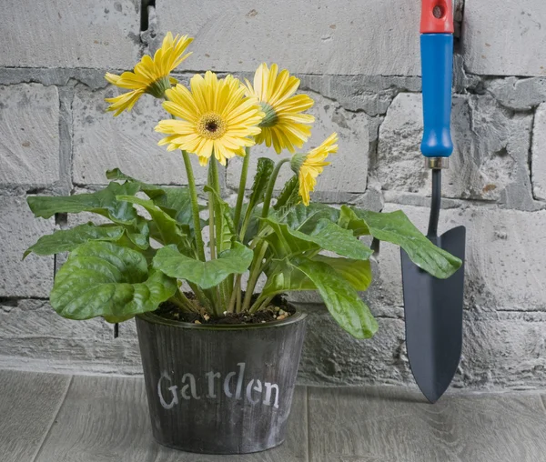 Trädgård daisy i blomkruka — Stockfoto