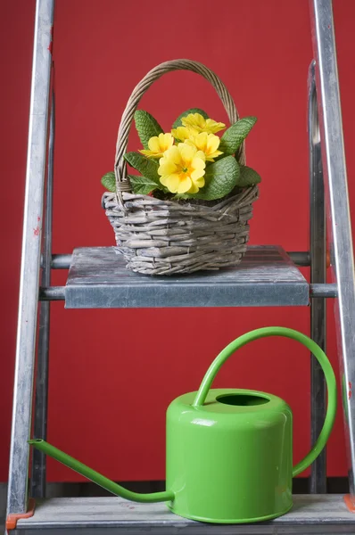 Primrose in a basket — Stock Photo, Image