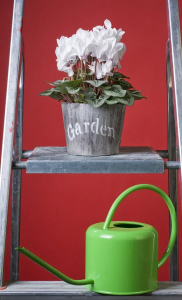 Cyclamen blanc dans un pot de fleurs — Photo