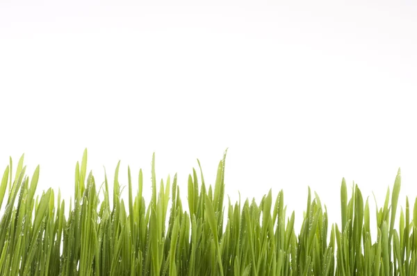Tavaszi zöld fű háttér. — Stock Fotó