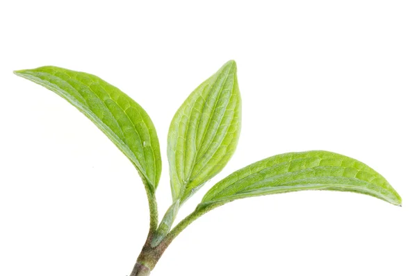 Natur grünes Blatt isoliert über weißem Hintergrund — Stockfoto