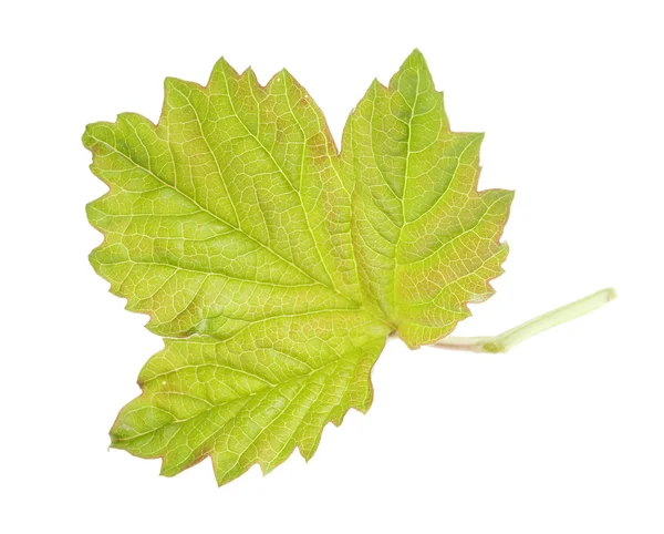 Přírodní zelené listy izolované na bílém pozadí — Stock fotografie