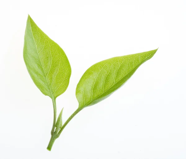 Зеленый лист природы на белом фоне — стоковое фото