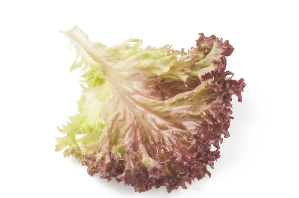 Lettuce leaf isolated on a white — Stock Photo, Image