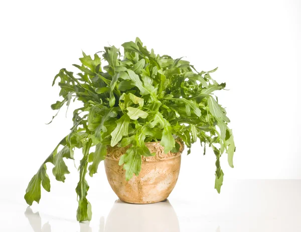Green ruccola in a pot — Stock Photo, Image