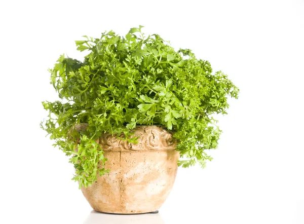 Кресс-салат из травы в кастрюле поверх белого — стоковое фото