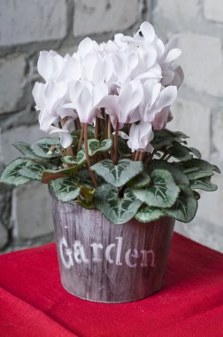 White cyclamen in a flower pot clipart