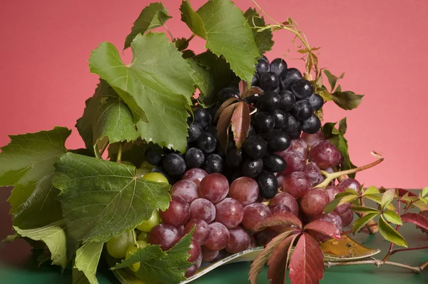 Alimenti a base di uva multicolore — Foto Stock