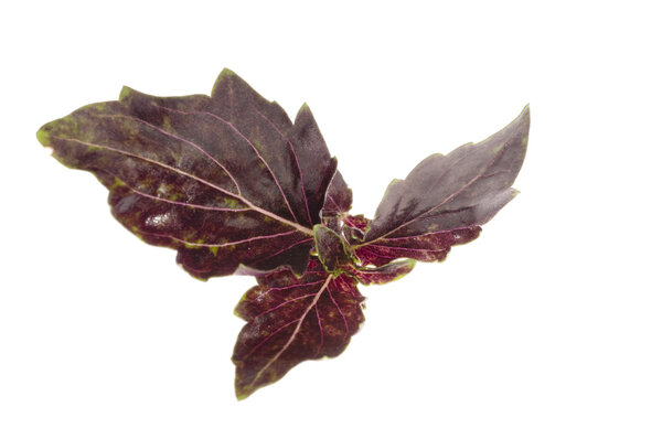 Food leaves over white