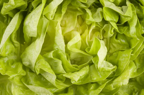 Raw lettuce food background — Stock Photo, Image