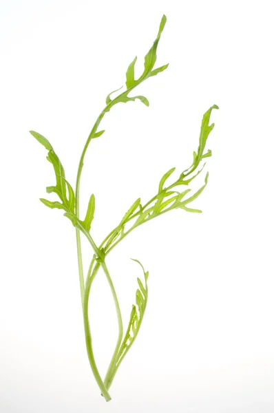 Зеленый лист салата на белом фоне — стоковое фото