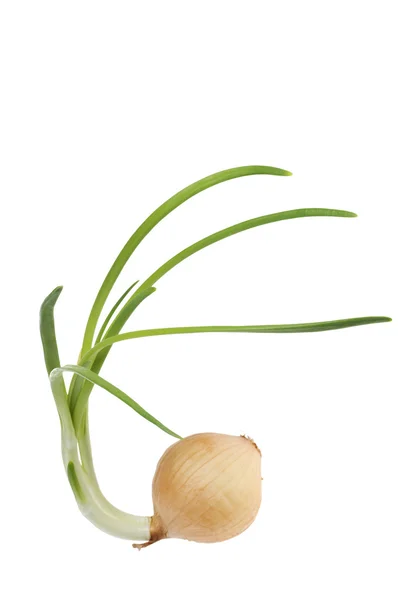 stock image Funny onion on a white background