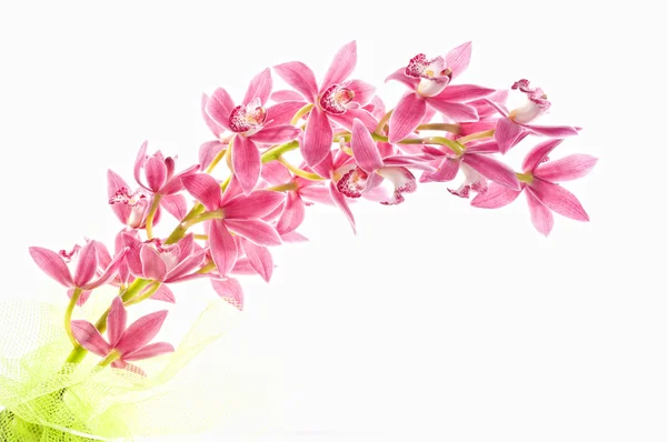 Beautiful pink orchide over white — Stock Photo, Image