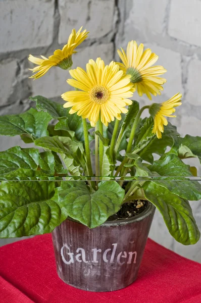 Yellow daisy in a pot — Stock Photo, Image