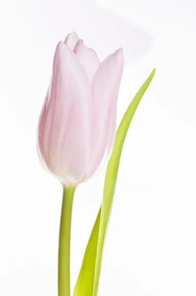 Tulipa rosa sobre branco — Fotografia de Stock