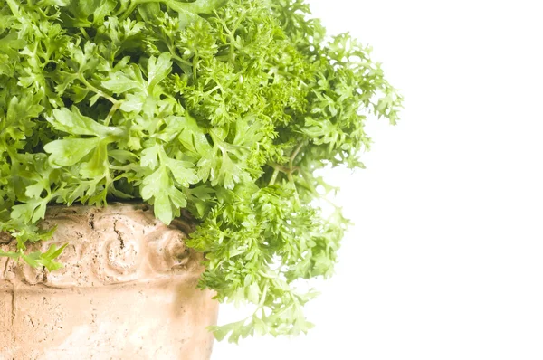Fresh cress herb in a pot over white — Stock Photo, Image