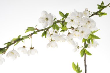 Greeting holiday card with beautiful spring white flower of cherry tree clipart