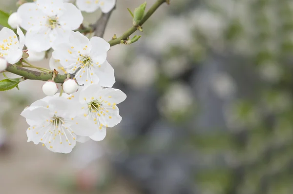 Beautiful Spring Cherry Blossom Tree Background — Stock Photo, Image